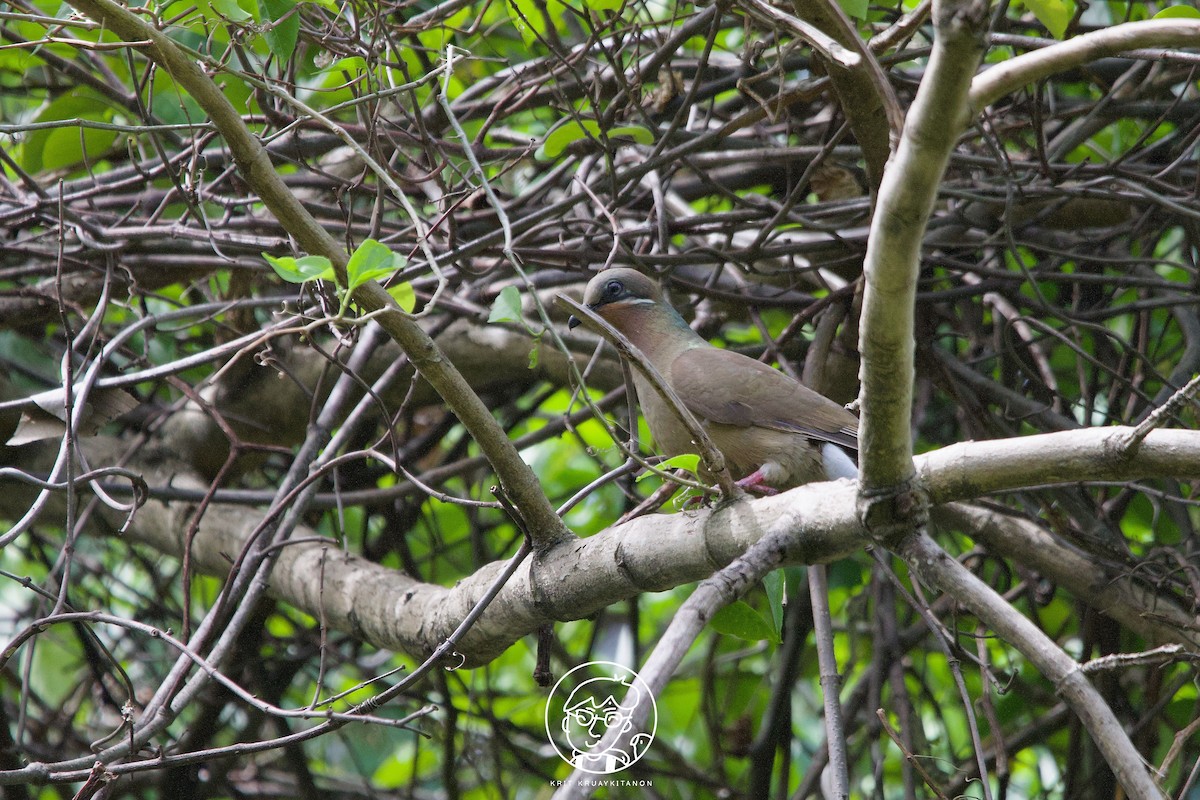 White-eared Brown-Dove (White-eared) - ML571422611