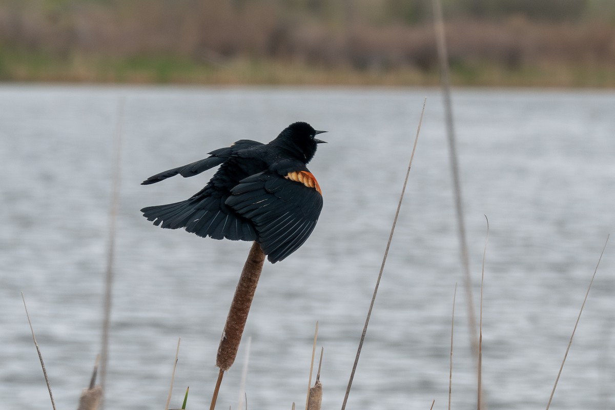 Red-winged Blackbird - ML571422871