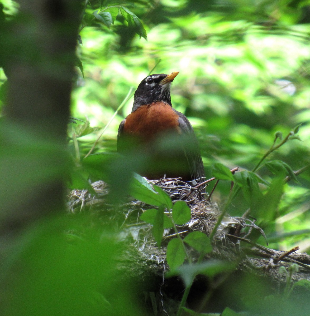 American Robin - ML571422921