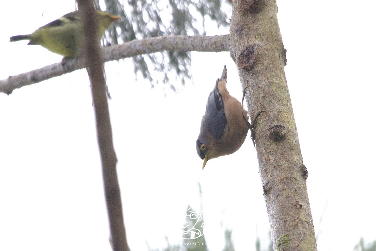 Sulphur-billed Nuthatch - ML571423461