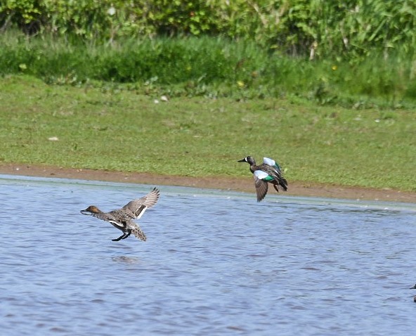 Blue-winged Teal - ML571423741