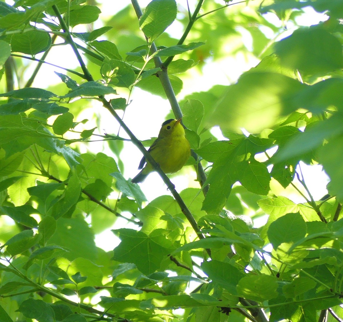 Wilson's Warbler - ML57142391