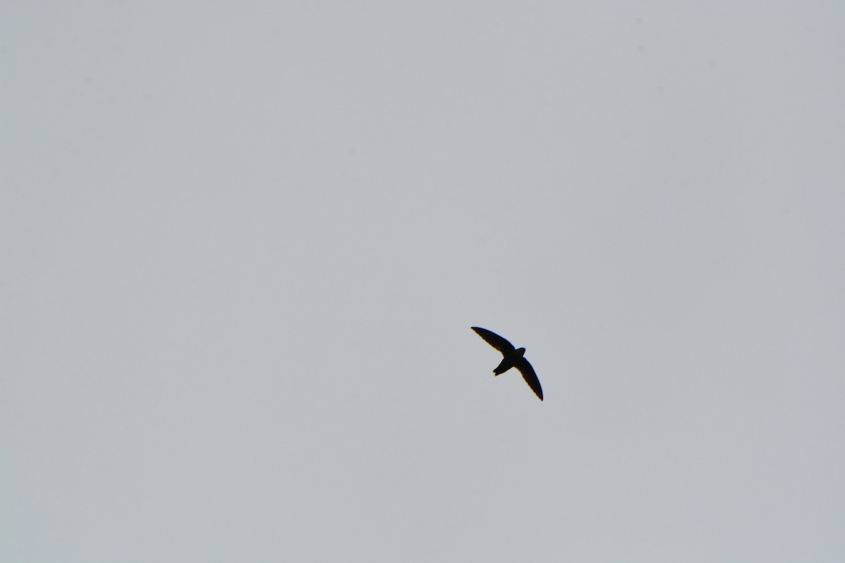 Chimney Swift - ML571424001