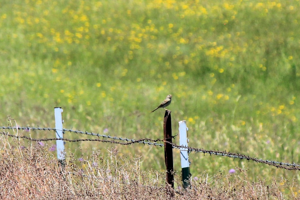 Brewer's Sparrow - ML571424021