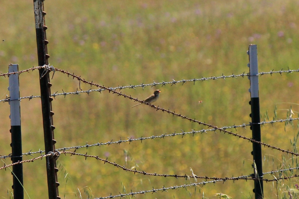 Brewer's Sparrow - ML571424031