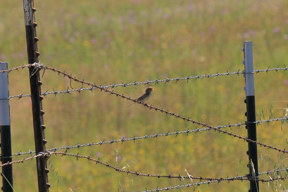 Brewer's Sparrow - ML571424041