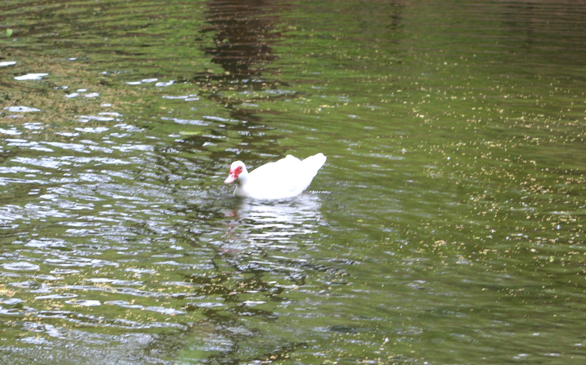 Muscovy Duck (Domestic type) - ML571424141