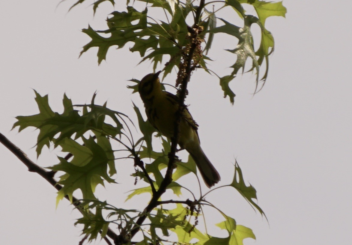 Prairie Warbler - ML571424851