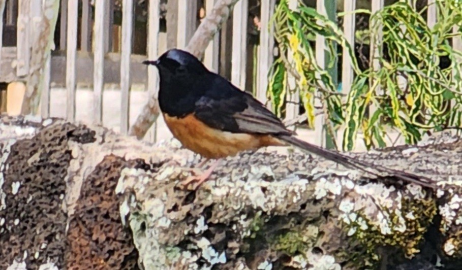 White-rumped Shama - ML571425101