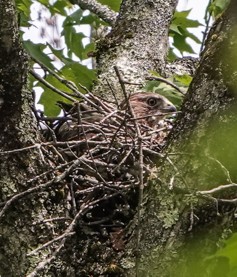 Broad-winged Hawk - ML571425401