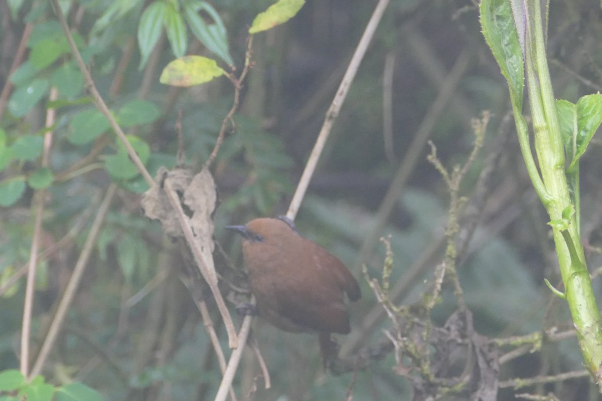 Rufous Wren - ML57142561