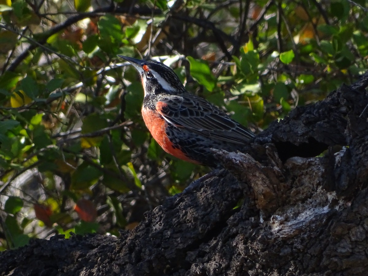 Long-tailed Meadowlark - Cristian Bravo