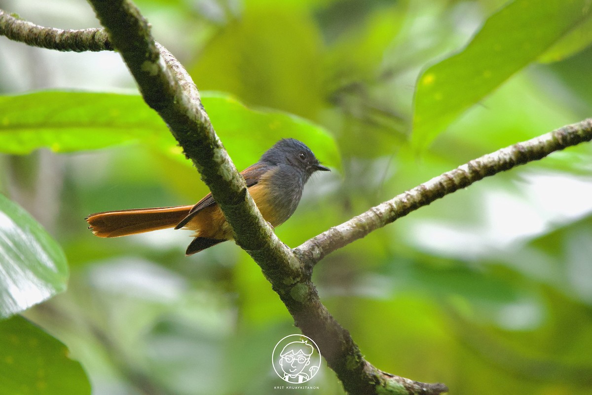 Blue-headed Fantail - ML571426011