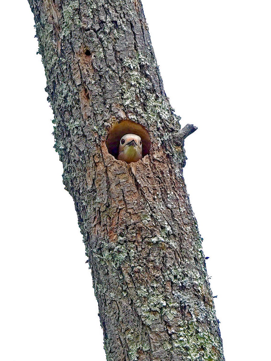 Red-bellied Woodpecker - Troy Gorodess