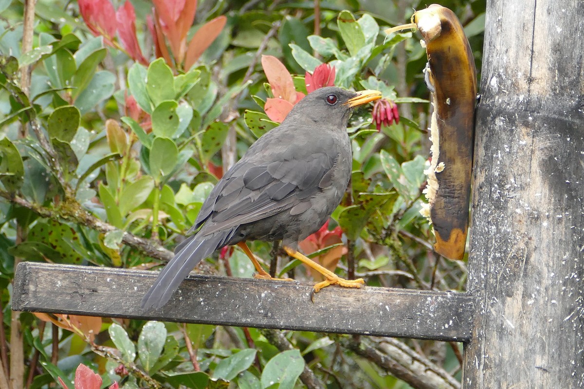 Great Thrush - ML57142671