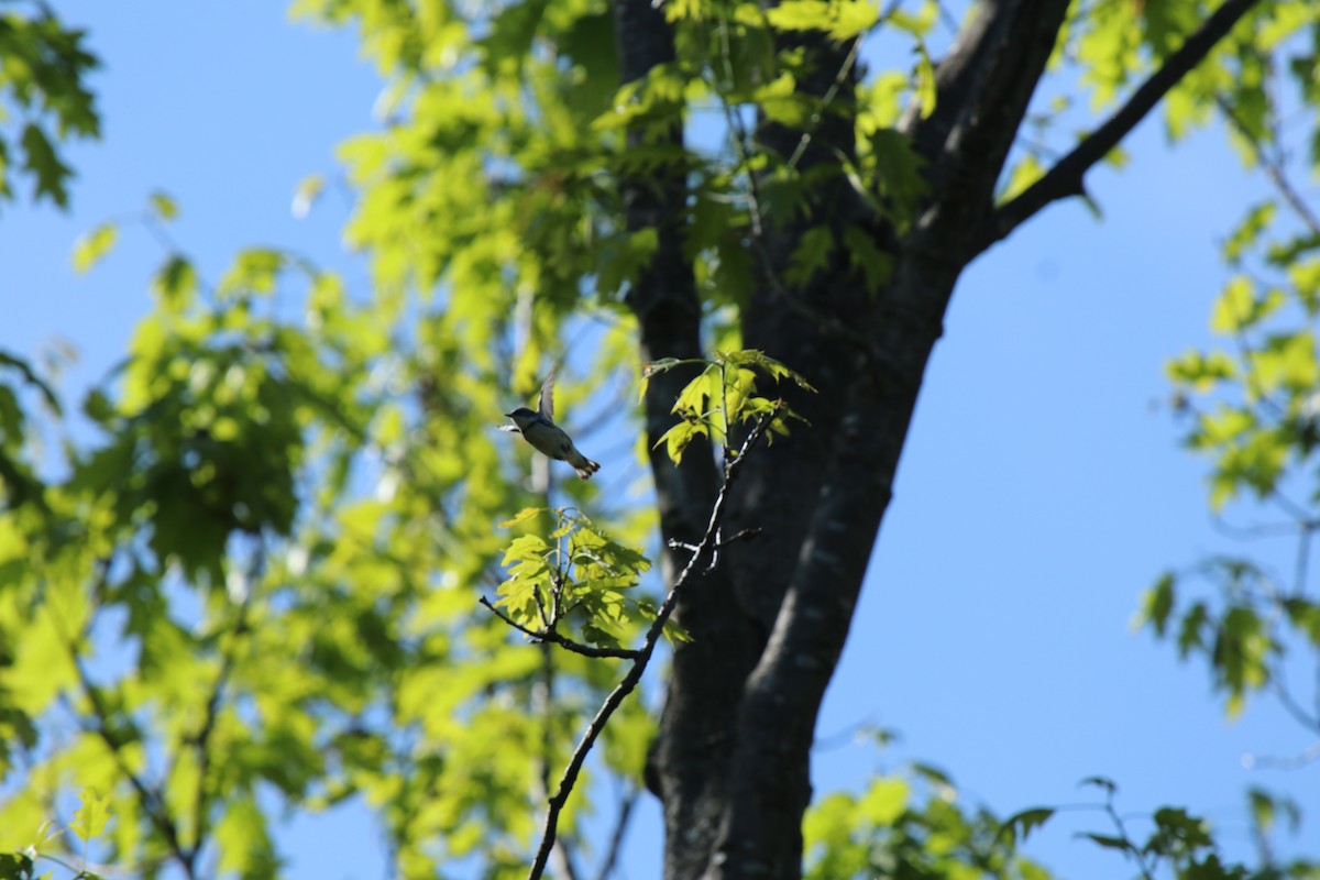 Cerulean Warbler - Carol Culvyhouse