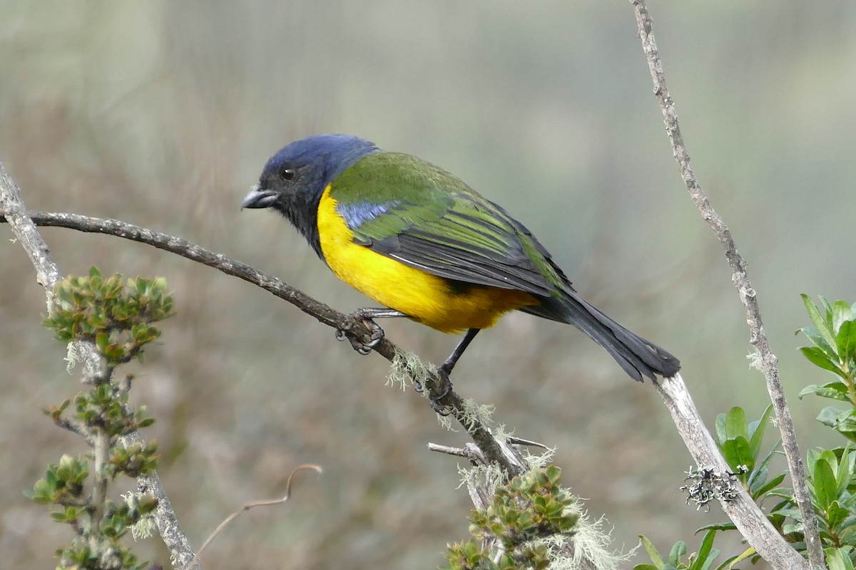 Black-chested Mountain Tanager - Peter Kaestner