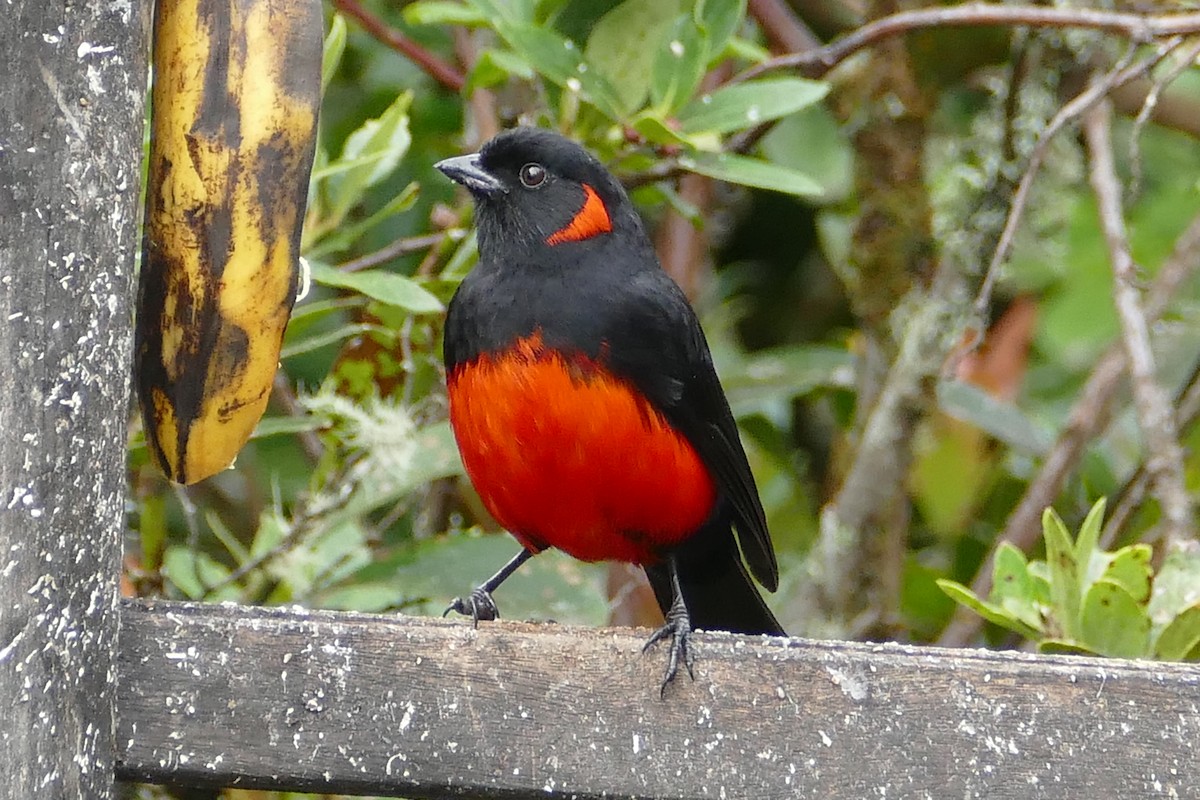 Scarlet-bellied Mountain Tanager - ML57142741