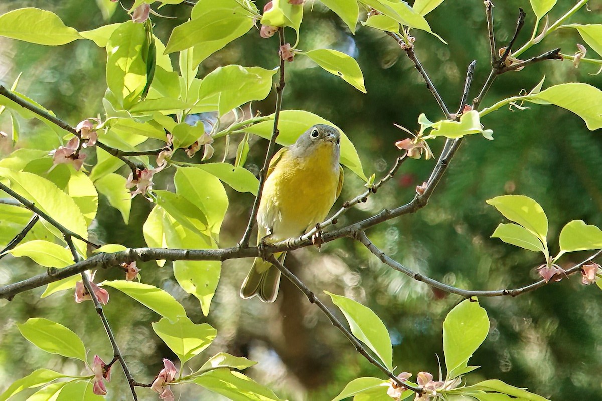 Nashville Warbler - ML571428191