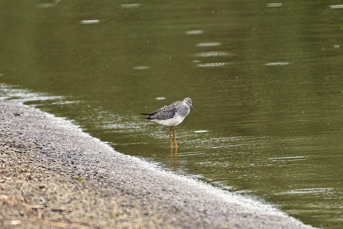 Lesser Yellowlegs - ML571428841