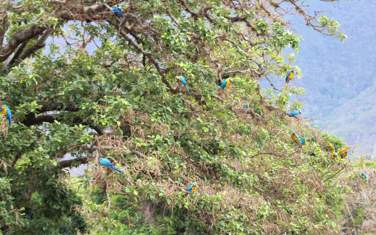 Blue-and-yellow Macaw - ML571429021