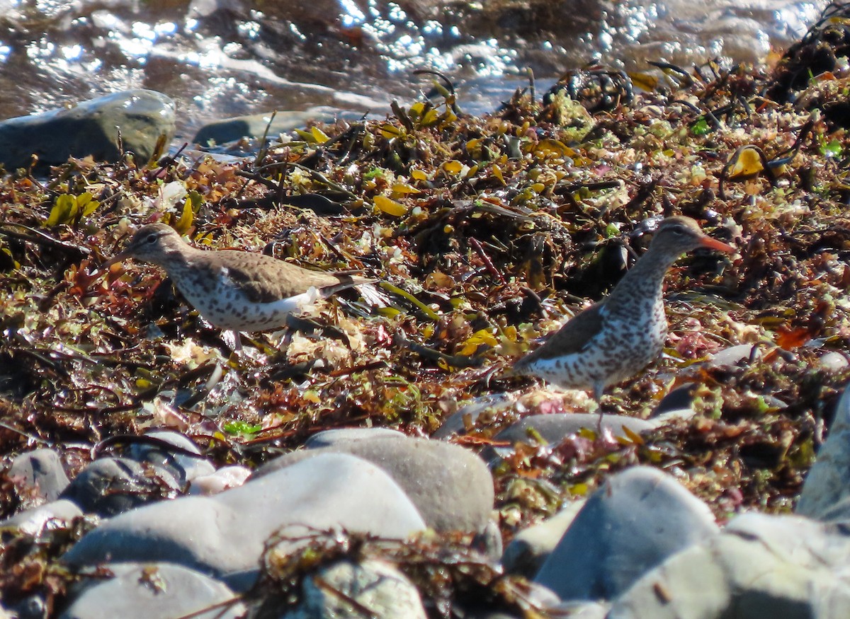 Spotted Sandpiper - ML571429661