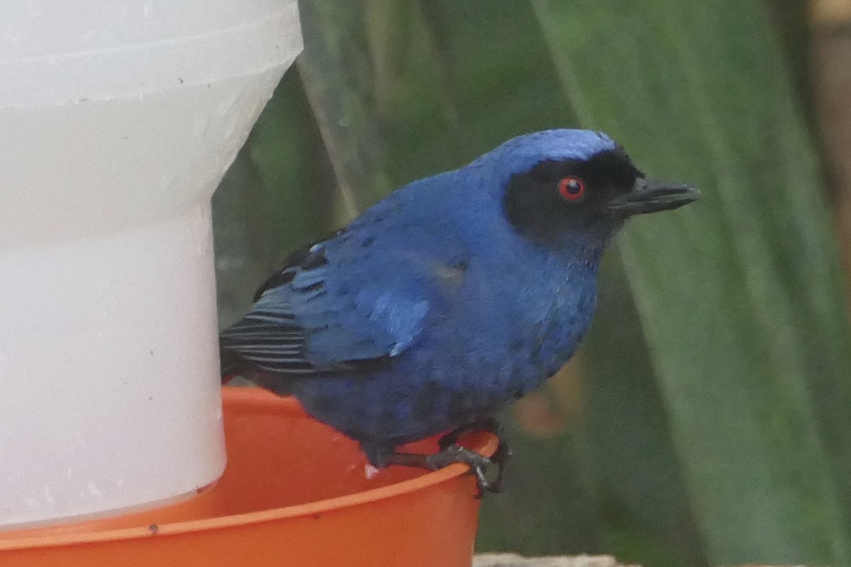 Masked Flowerpiercer - ML57142971