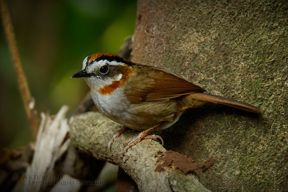 Rufous-throated Fulvetta - ML57143021