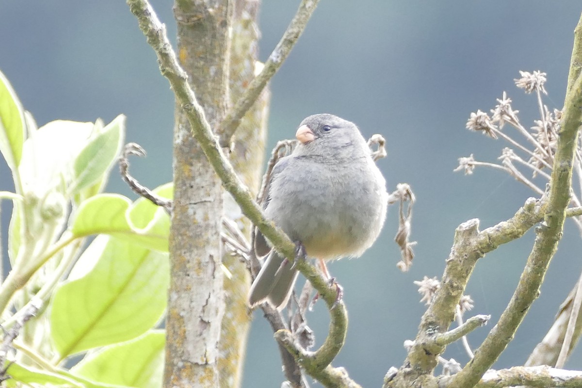 Plain-colored Seedeater - ML57143031