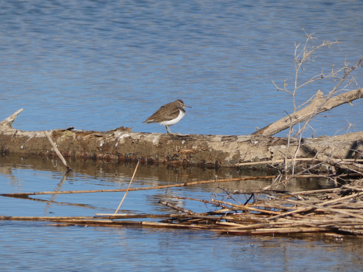 Common Sandpiper - Francisco Javier Calvo lesmes