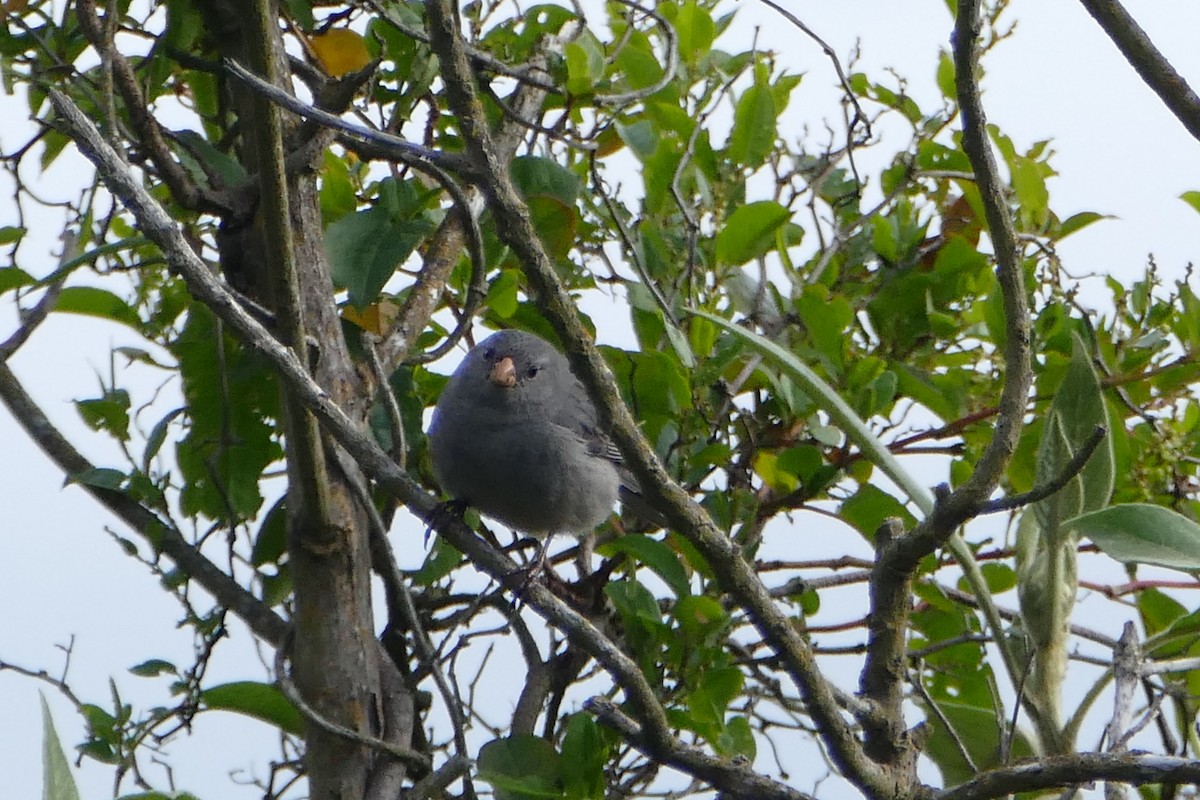 Plain-colored Seedeater - ML57143041