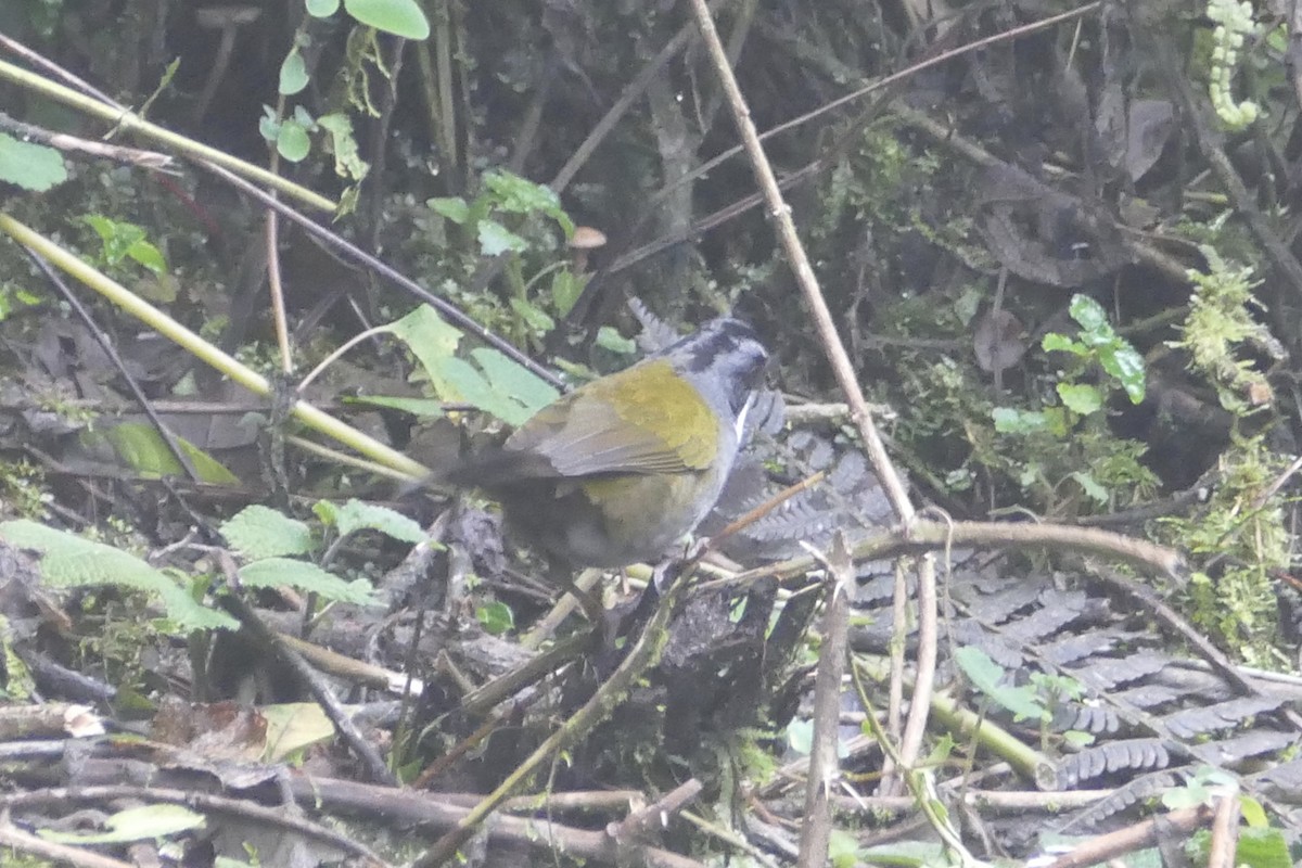 Gray-browed Brushfinch - ML57143111