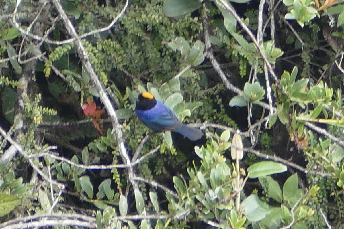 Golden-crowned Tanager - ML57143141