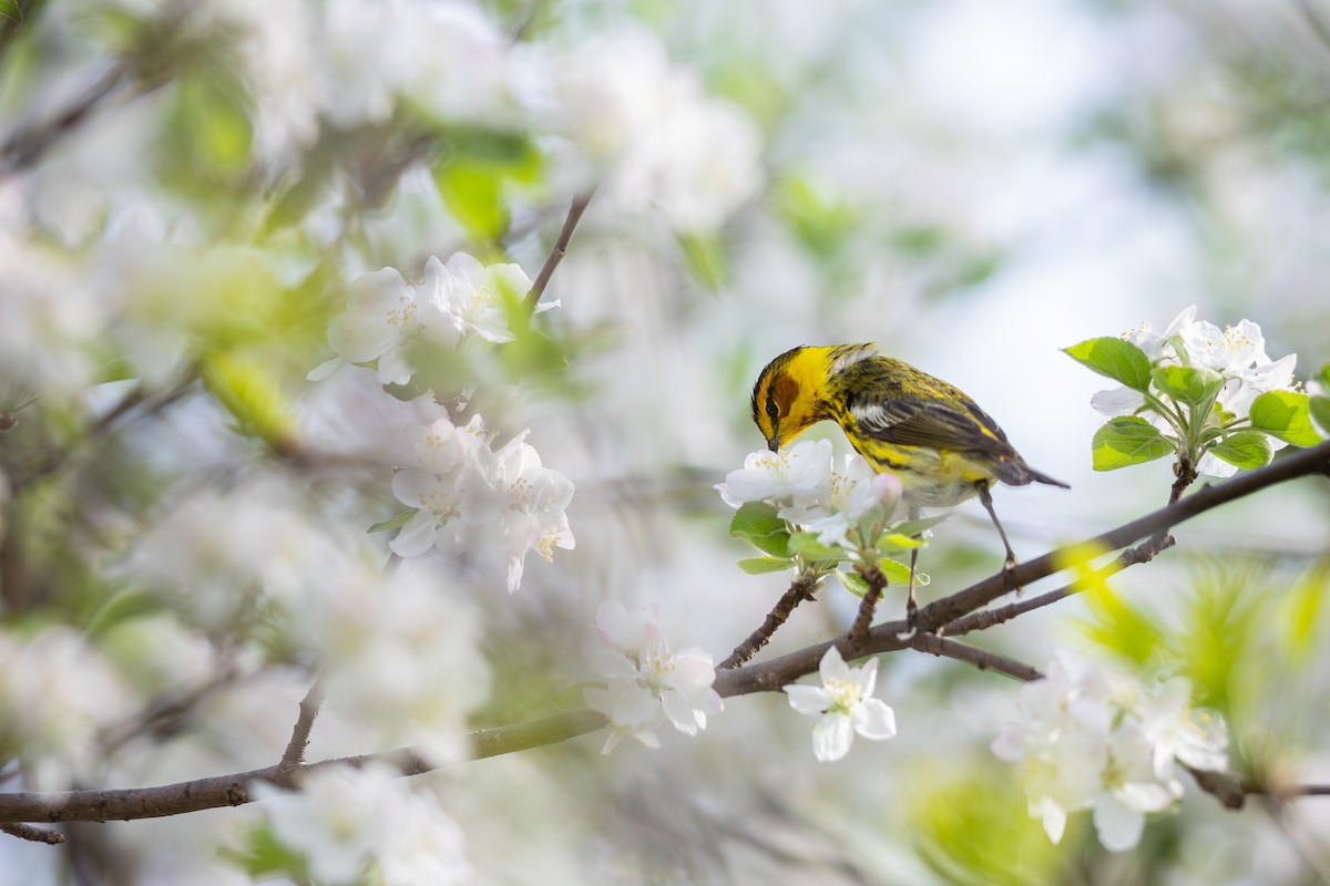 Cape May Warbler - ML571431511