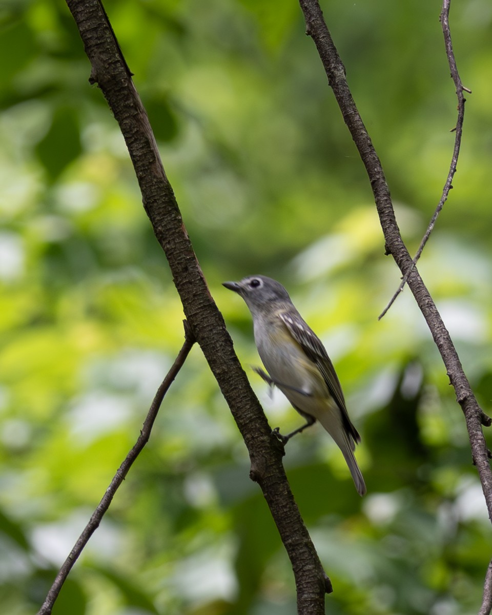 Mavi Başlı Vireo - ML571432011