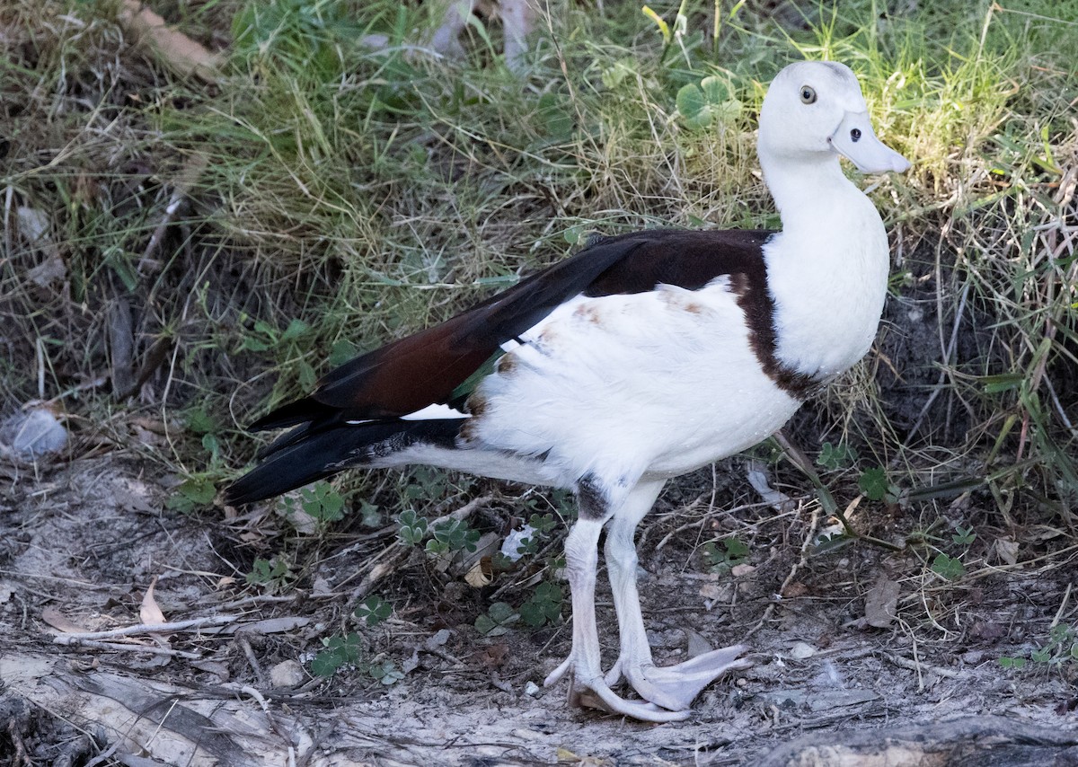 Radjah Shelduck - ML571432321