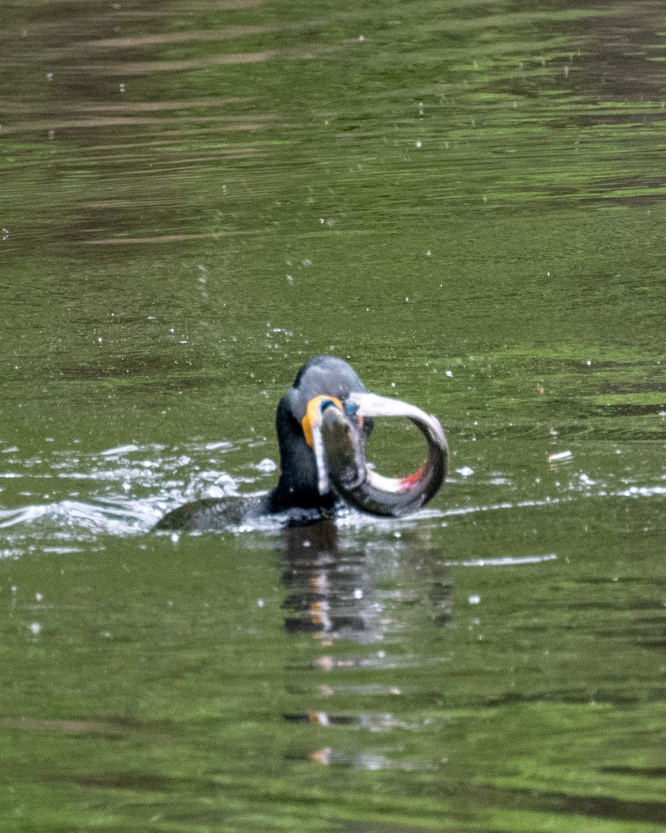 Double-crested Cormorant - ML571432351