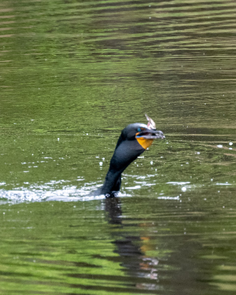 Cormorán Orejudo - ML571432361