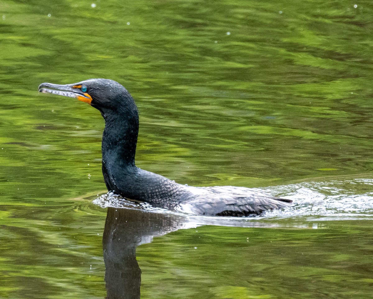 Double-crested Cormorant - ML571432381