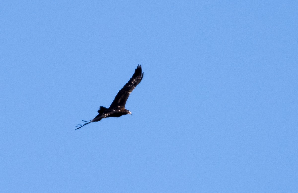 Wedge-tailed Eagle - ML571432621