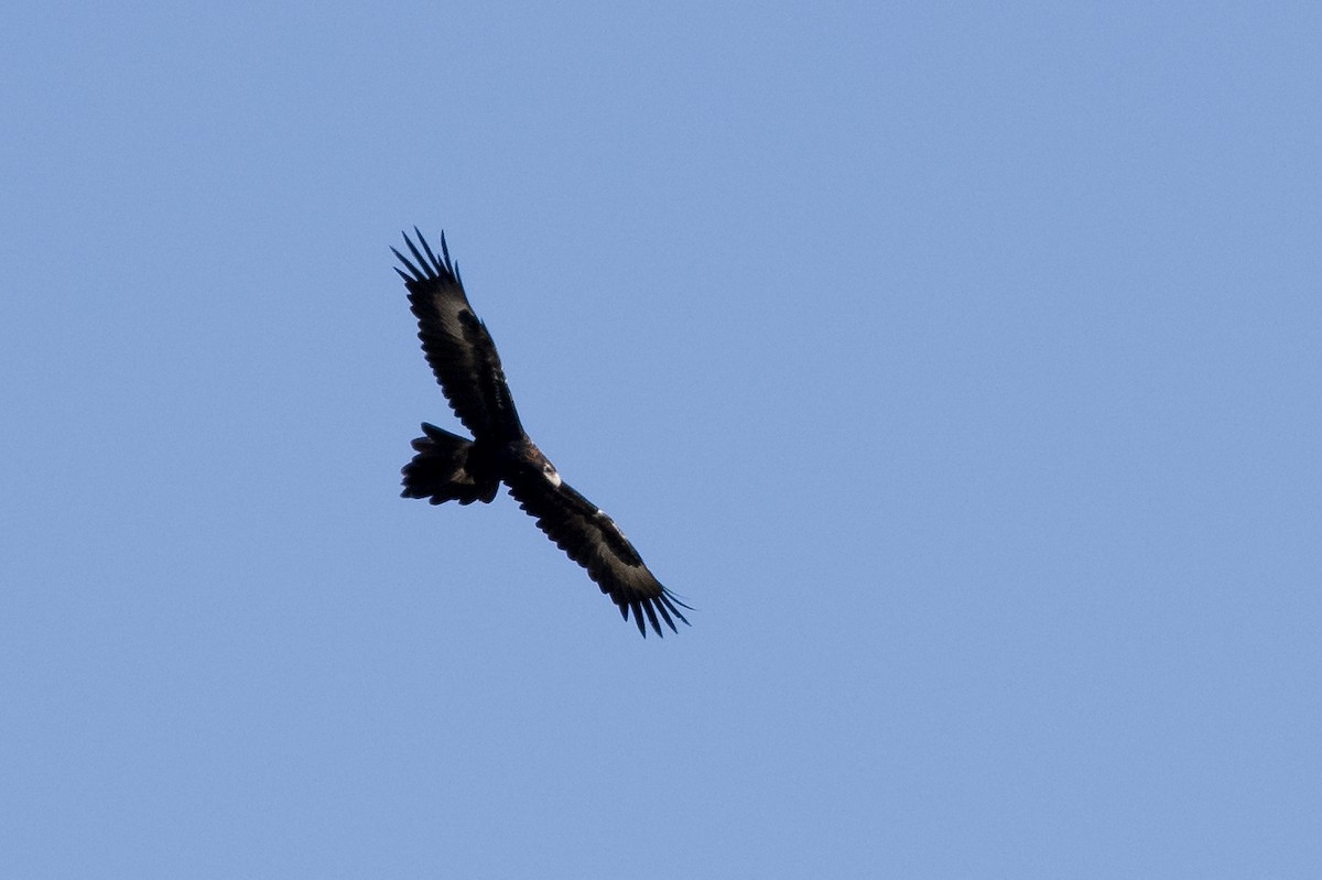 Wedge-tailed Eagle - ML571432631