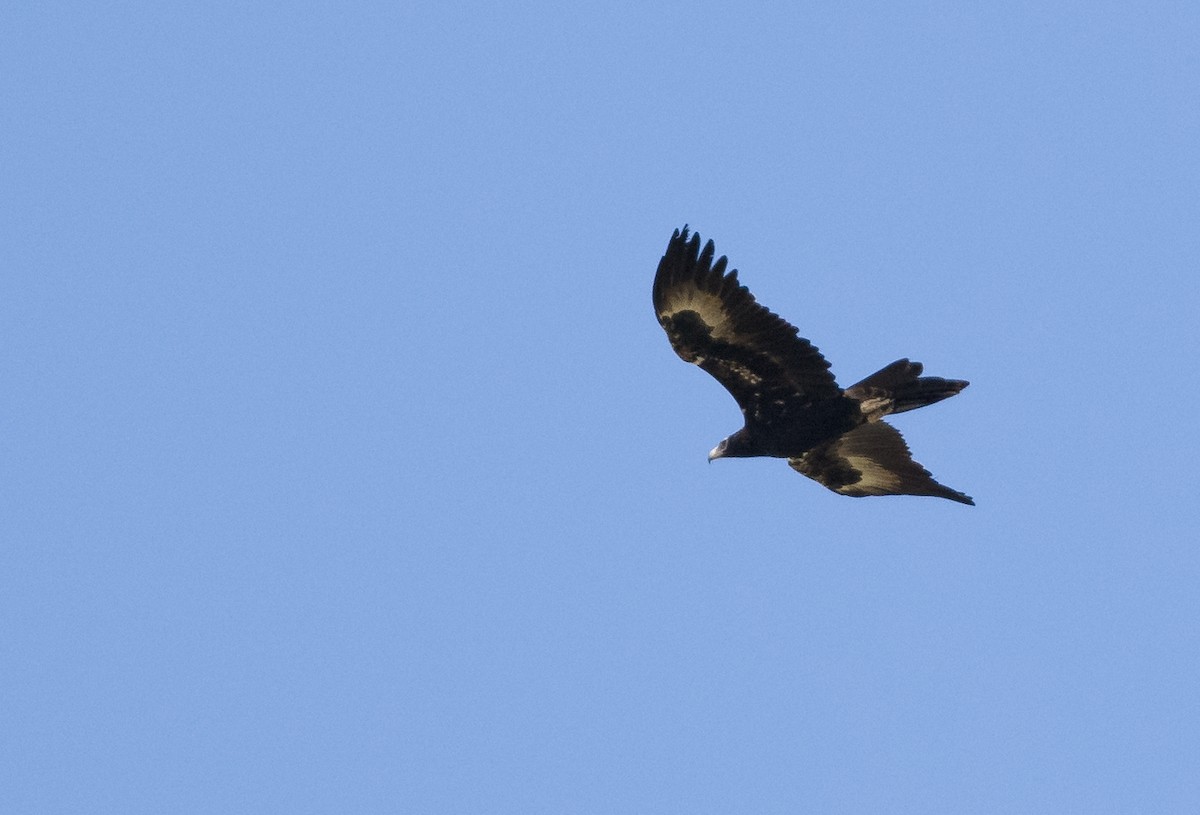 Wedge-tailed Eagle - ML571432651
