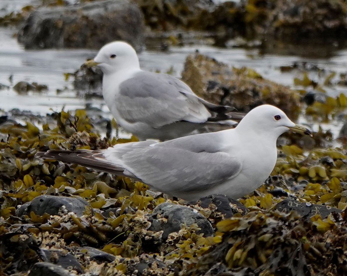 goéland sp. (Larus sp.) - ML571433351