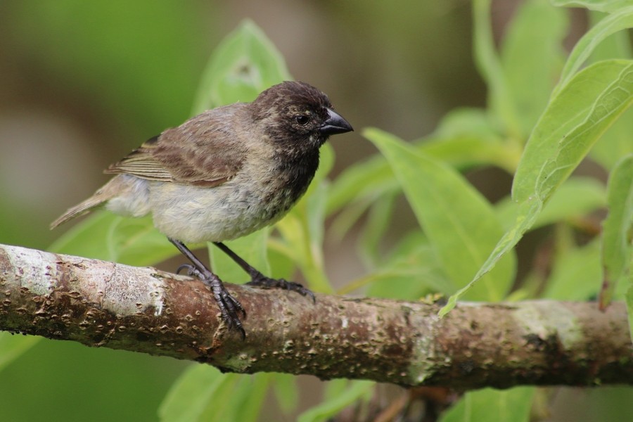 Small Tree-Finch - Rémi Bigonneau