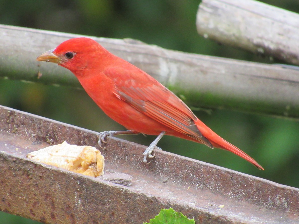 Hepatic/Summer Tanager - Roberto Segundo Ospino Torres