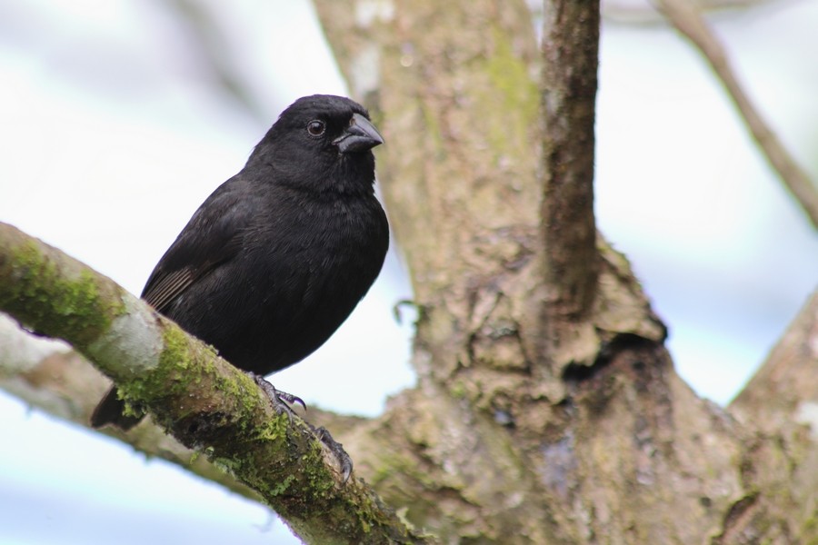 Small Ground-Finch - Rémi Bigonneau