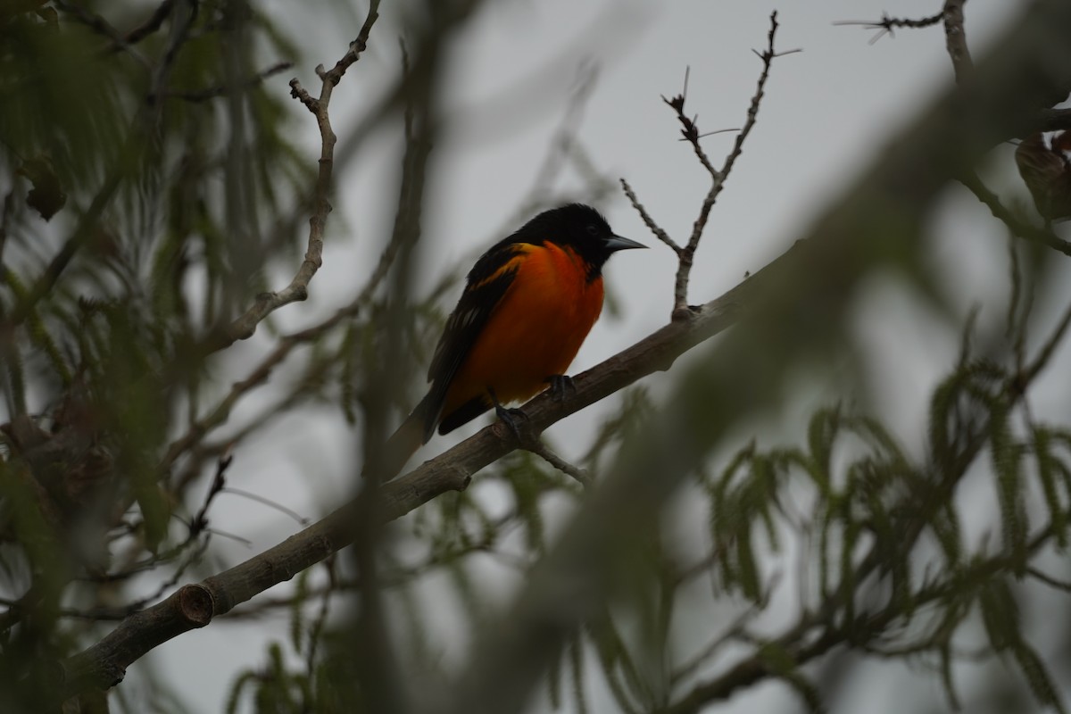 Baltimore Oriole - ML571435171