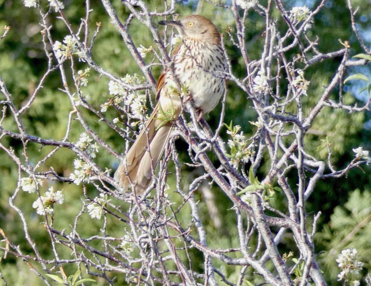 Brown Thrasher - ML571435351