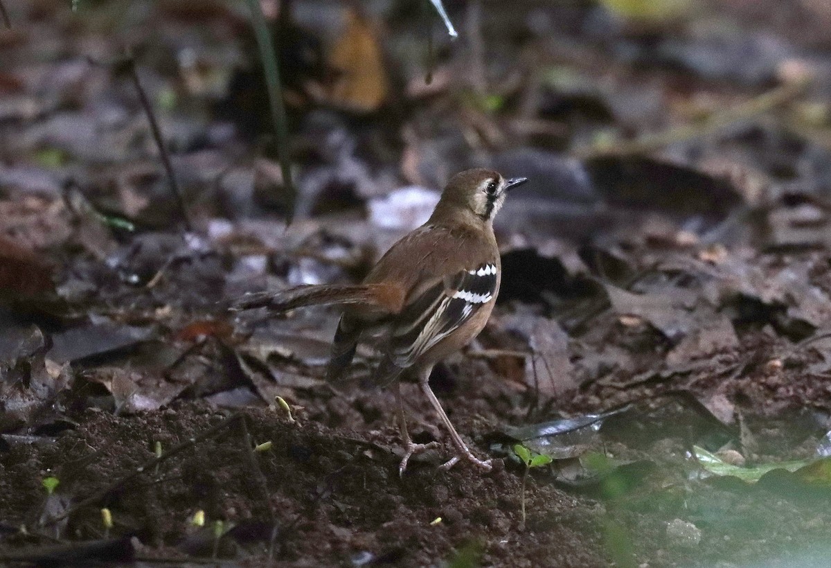 Northern Scrub-Robin - ML571435531