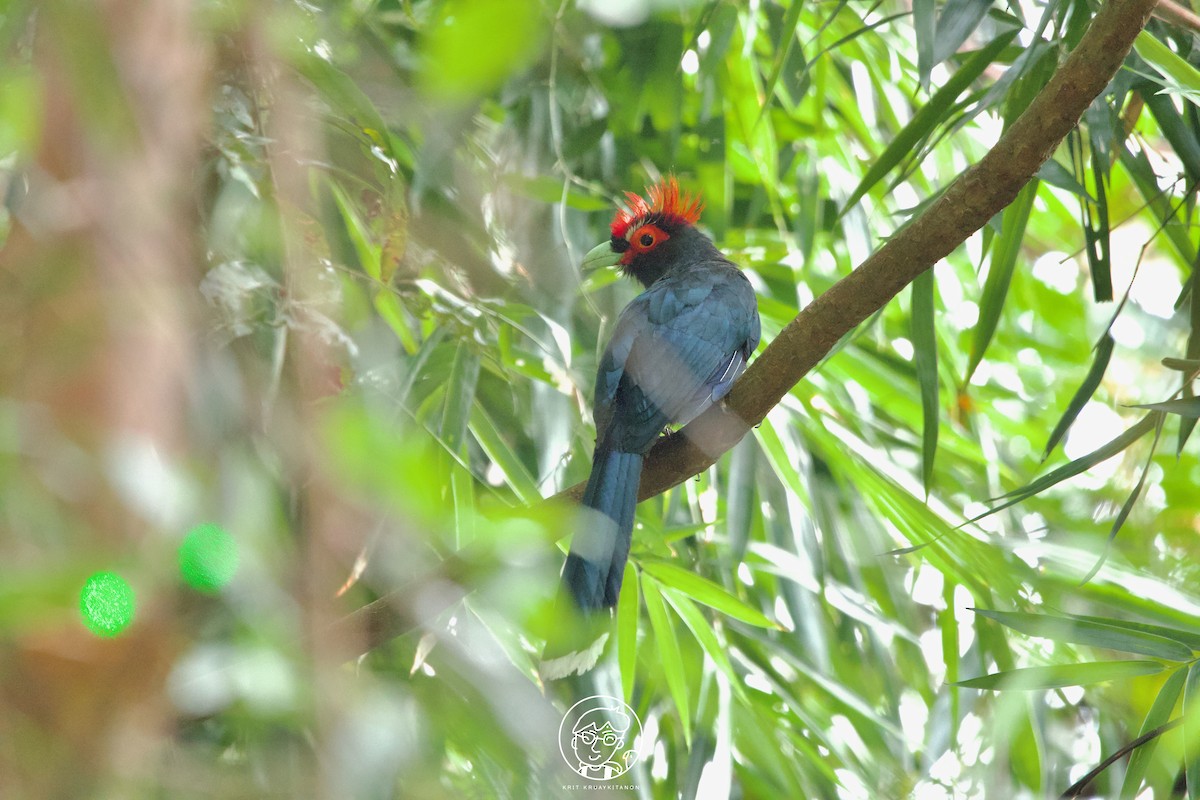 Red-crested Malkoha - Krit Kruaykitanon 🦅